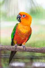 Colorful jandaya conure