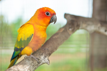 Sun conure parrot