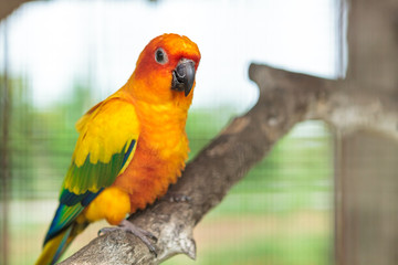 Sun conure parrot