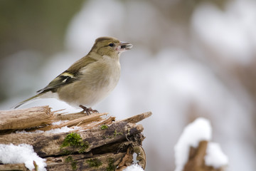 Buchfink an der Winterfütterung