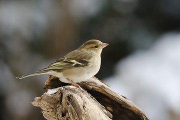 Buchfink an der Winterfütterung
