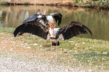 marabou stork spread wings