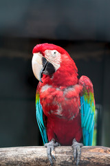 Colorful green winged macaw