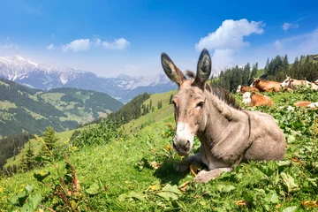 Tuinposter Ezel, koeien en paarden in de Alpen © mRGB