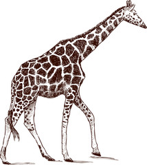 Obraz premium walking giraffe
