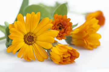 Marigold flowers, isolated on white.