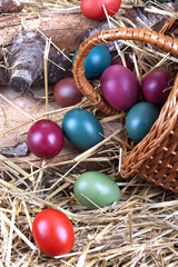 Fototapeta na wymiar Traditional colored eggs with basket