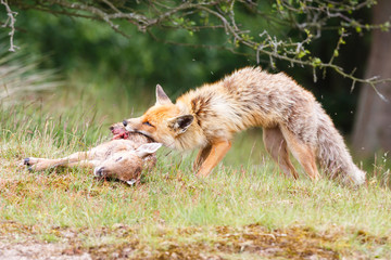 red fox with prey