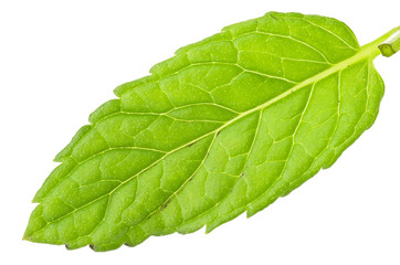 Mint leaves close up on the white