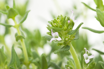 leaves and flowers of thyme close up on white