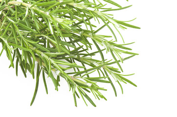 Fresh leaves of rosemary close up on white