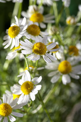Obraz premium chamomile in front of natural green background