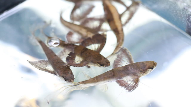 flying fish in aquarium
