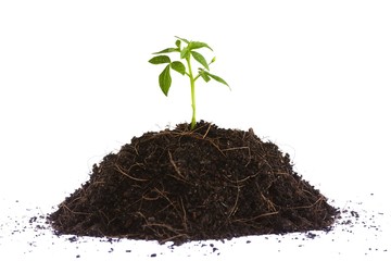 Small plant seedling