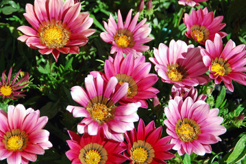 Pink treasure flowers