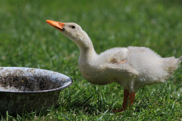 duckling