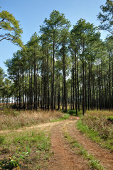 Pine forest in summer at Thung Salaeng Luang National Park.