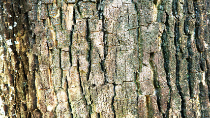 Old wood cracked texture