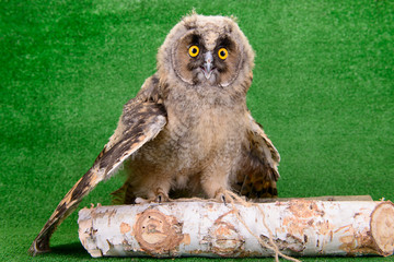 young bird owl