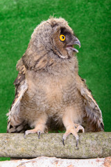 young bird owl