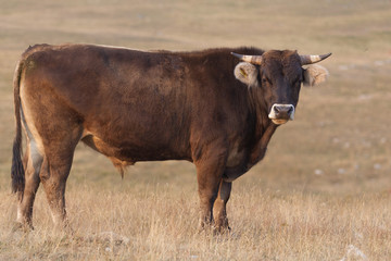 Bull on a meadow