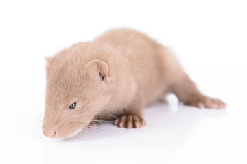 young animal mink