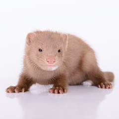young animal mink