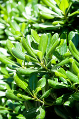 Obraz premium green leaves background