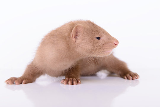 young animal mink