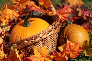 Pumpkins in basket and colorful autumn leaves
