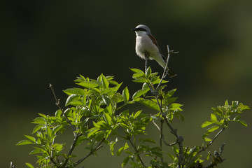 Red-backed Shrike bird in backlight