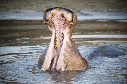 Hippo in water pool with mouth open