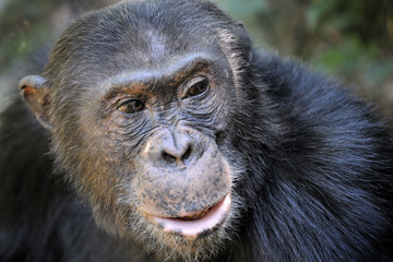 Portait of a Chimpansee