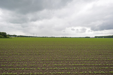 Fototapeta na wymiar Vegetables on a field in summer