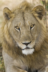Obraz na płótnie Canvas Male Lion portrait