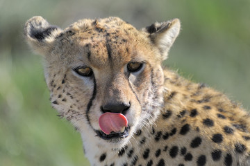 Cheetah portrait