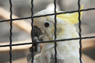 Cacatúa