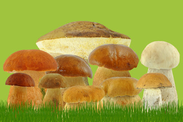 borowiki w trawie na zielonym tle © slawek_zelasko