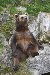 Sitting bear