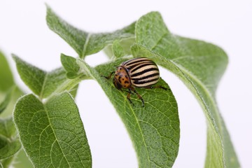 Colorado potato beetle on a leaf