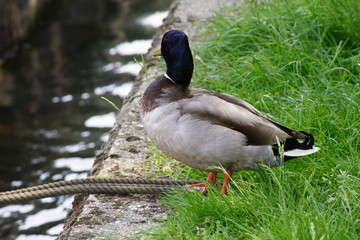 Mallard Ducks