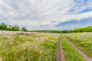 Summer landscape with green grass