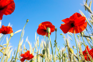 Blooming poppy