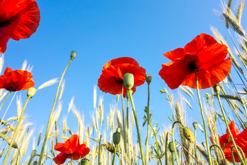 Obraz premium Blooming poppy