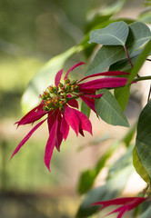 Beautiful red flowers