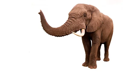 Fototapeten Elefant isoliert © donvanstaden