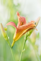Obraz premium Gelbrote Taglilie / yellow daylily