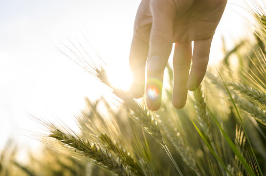 Farmer hand touching wheat ears