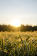 Wheat field at sunset © Gajus