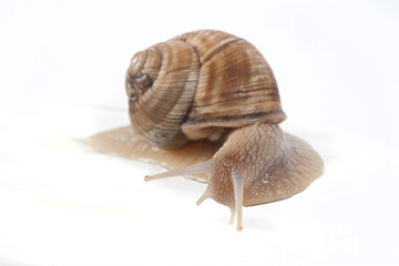 Garden Snail